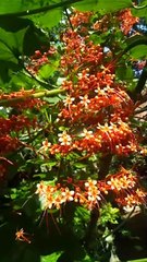 kerala wonderful flower 