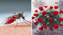 Corona के बाद Dengue का Attack जानें कैसे फैलती है ये बीमारी? ये हैं बचाव के तरीके । Boldsky