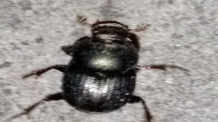 Beetle insects walking  video