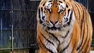 मिलिए Real Life Tiger-- से जिसे देख-- दुनिया हैरान रह गई--(360P)
