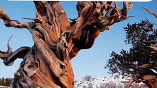 Oldest Tree On Earth _ Great Basin Bristlecone Pine _shorts (Hindi)(360P)