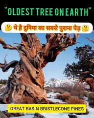 Oldest Tree On Earth _ Great Basin Bristlecone Pine _shorts (Hindi)(360P)