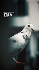 vamma tinkulu (feel the music)