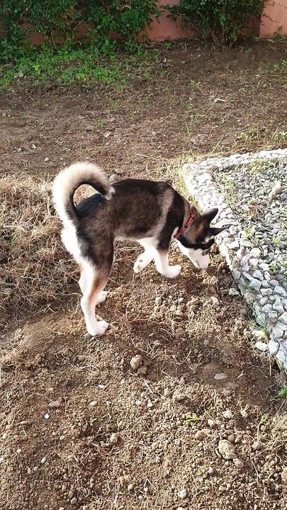 zeus puppy