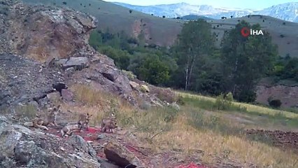 Tilki ailesinin fotokapana yansıyan görüntüsü yürekleri ısıttı