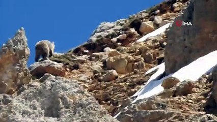 Anne ayı küçük yavrusunu korumak için kayalıklara çıktı... O anlar böyle görüntülendi