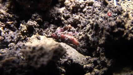 Bin solucanı 100 milyona ulaştırdı, gübresini ücretsiz dağıtıyor