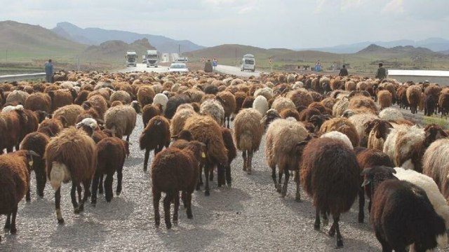 Tarım arazileri zarar görmesin diye sürüler asfalta çıktı