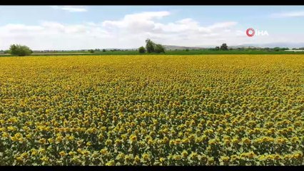 Çukurova'da 'sarı gelin' görsel şölen sunuyor
