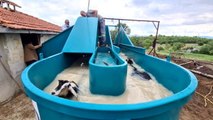 Keçi peyniri projesi için alınan küçükbaş hayvan yıkama ve ilaçlama makineleri hizmete girdi