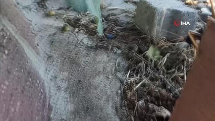 Dev çekirge görenleri hayretler içinde bıraktı