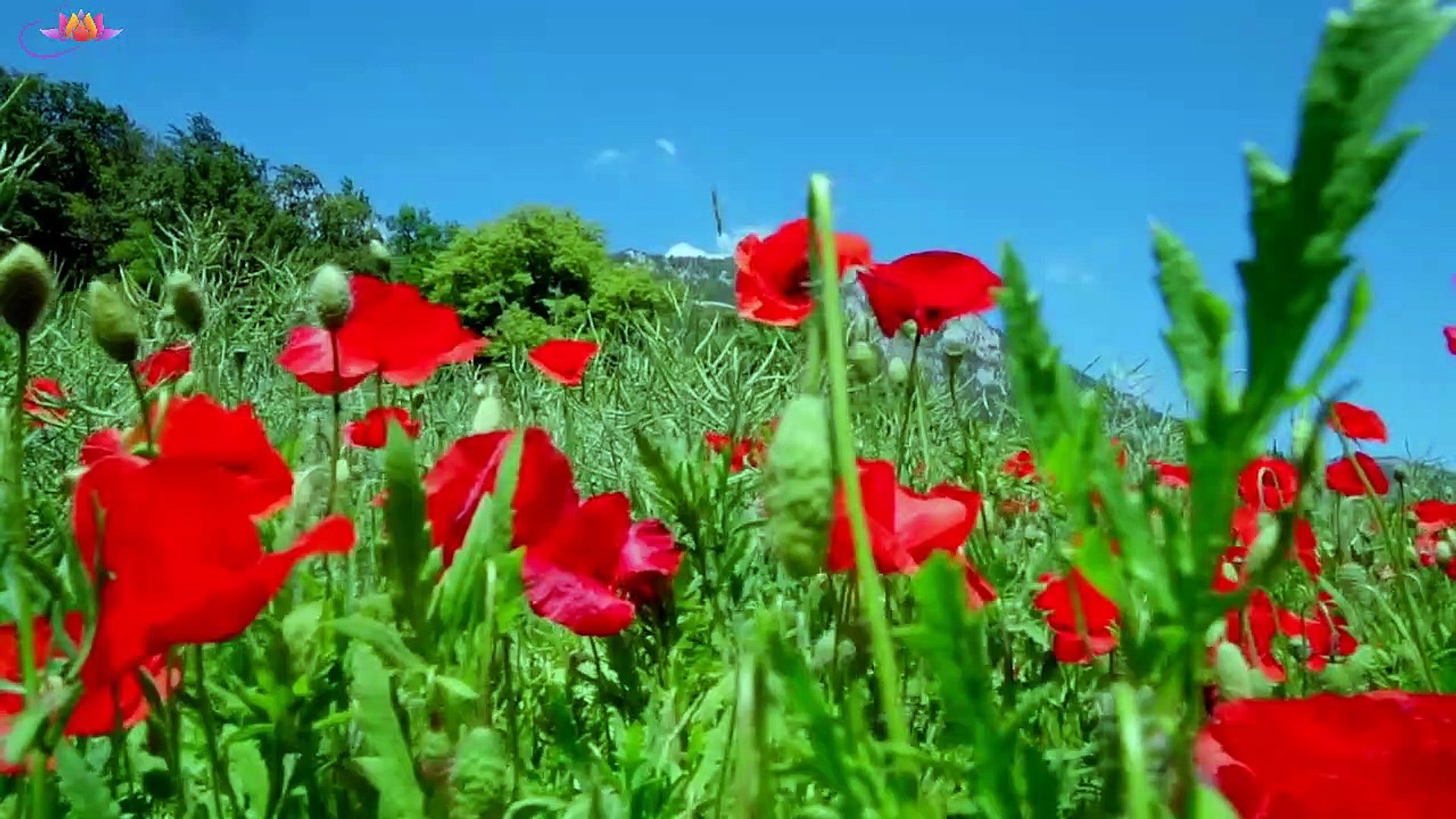 Relaxing Music Relaxation and Meditation Sleep Music || Music for study|| Yoga music