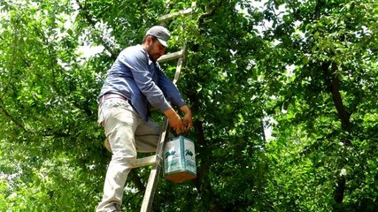 Bursa'nın meşhur papaz eriği çiftçinin yüzünü güldürüyor