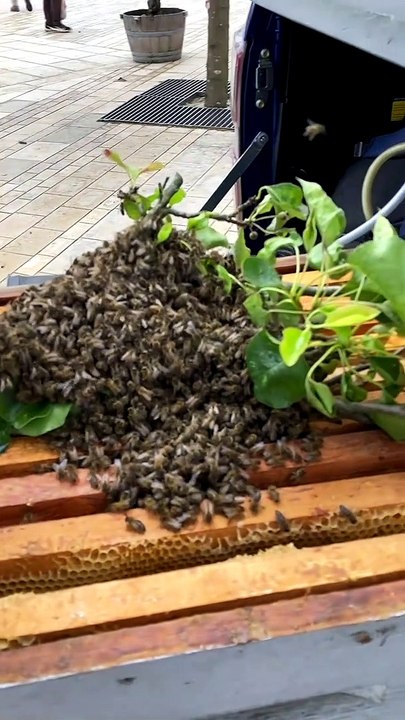Un essaim d'abeilles se pose en plein marché à Mont-de-Marsan