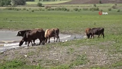 Kuraklığın etkili olduğu barajda Afrika'yı aratmayan görüntüler