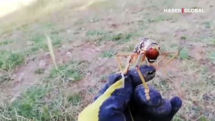 Dev çekirge görenleri hayrete düşürdü!