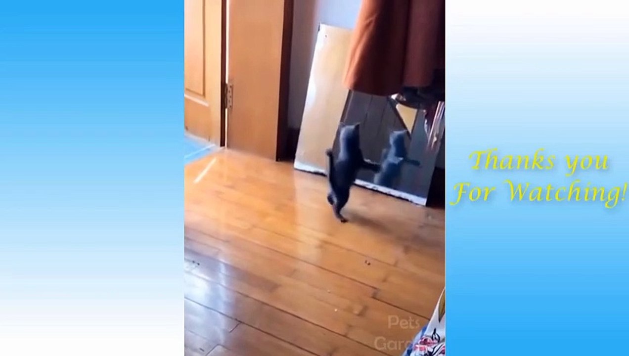 Cute Pets And Funny Animals video Compilation #1