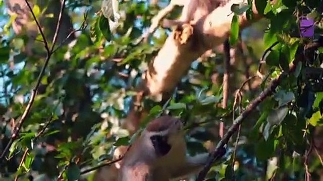 سافر معنا -اوغندا