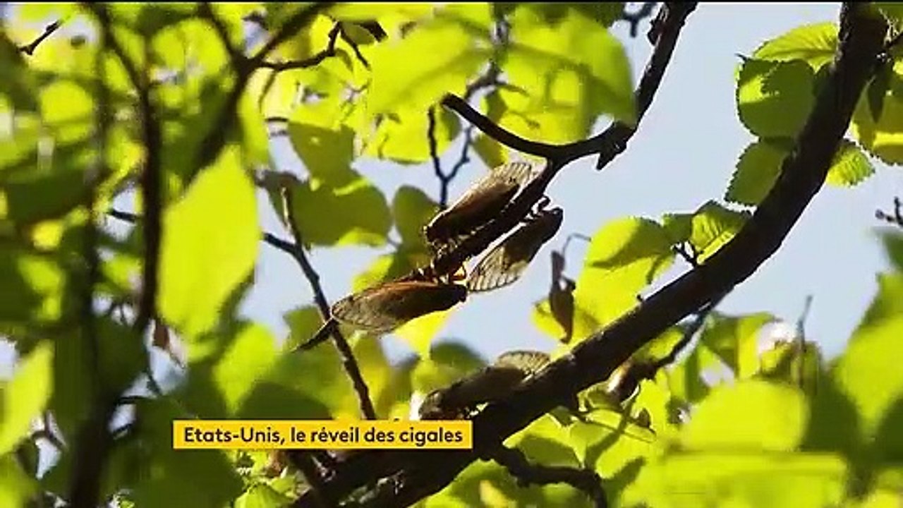 États-Unis : après dix-sept ans d'hibernation, les cigales envahissent la côte est