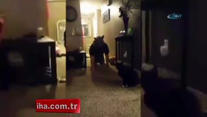 Kediye öyle bir şaka yaptı ki!