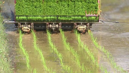 모내기로 바쁜 농촌 들녘...친환경 쌀이 대세! / YTN