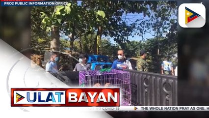 Dalawang Philippine Serpent Eagles, nailigtas sa Isabela;  Banye-banyerang tamban, nasayang sa Bulan Fish Port Complex sa Sorsogon dahil sa oversupply;  Isang pating, natagpuang patay ng mga residente sa Leyte