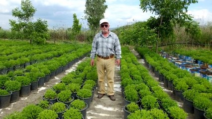 Balıkesir'de şeker otu dikimine başlandı