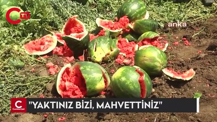 KARPUZ ÜRETİCİLERİ İSYAN ETTİ: "YAKTINIZ BİZİ, MAHVETTİNİZ"