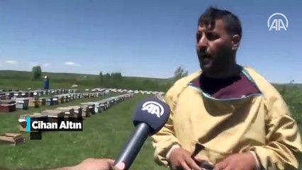 Ağrı yaylalarında 'bal mesaisi' başladı