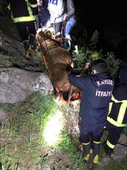 BACAĞI KIRILAN İNEK, SEDYE İLE TAŞINDI