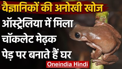 Australian Scientists की अनोखी खोज, दलदल में मिला Chocolate Frog, देखिए | वनइंडिया हिंदी