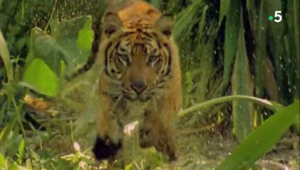24 heures dans la nature - Félins, une vie de chasseur