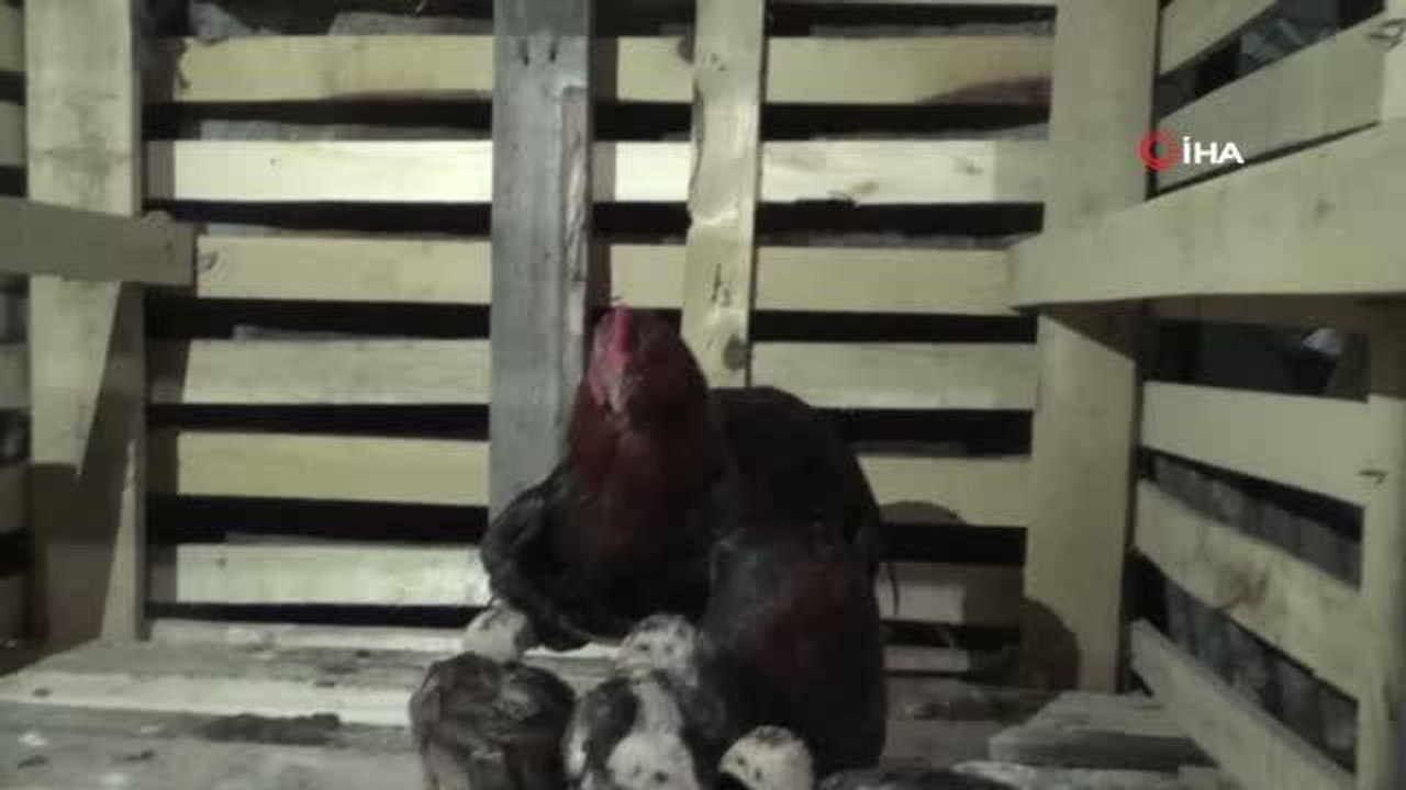 Bu horoz civcivlere hem annelik hem babalık yapıyor