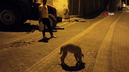 Ekmeğini yoldan geçen köpekle paylaştı, 'insanlık ölmemiş' dedirtti
