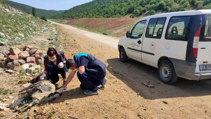 Ölmüş koyun leşlerini köy yoluna attılar