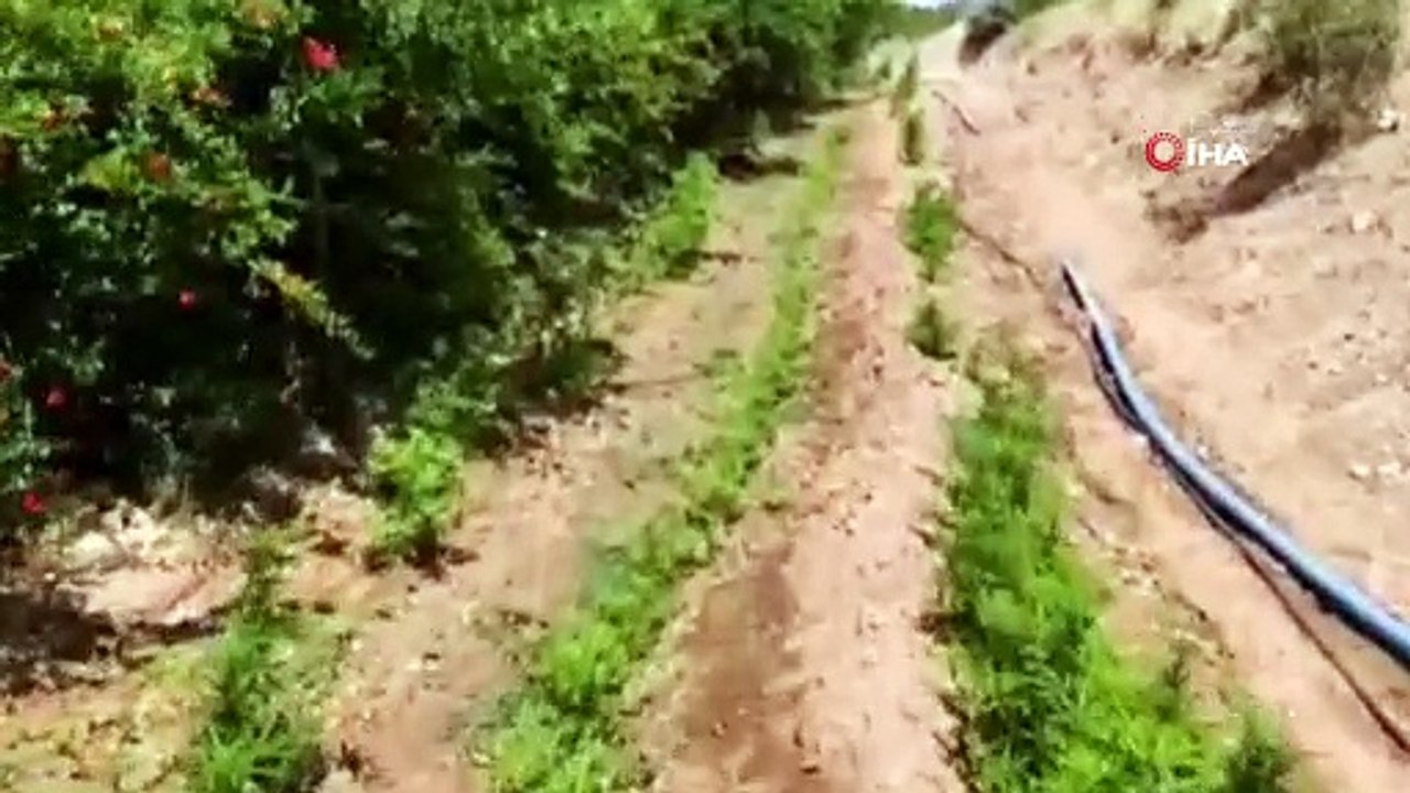 Jandarma ekiplerinden hint keneviri operasyonu: 2 bin 991 kök hint keneviri ele geçirildi