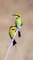 Beautiful ❤️ rainbow bee-eater bird  4k video 
