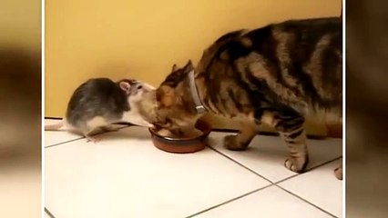 Kedi ile farenin süt kavgası