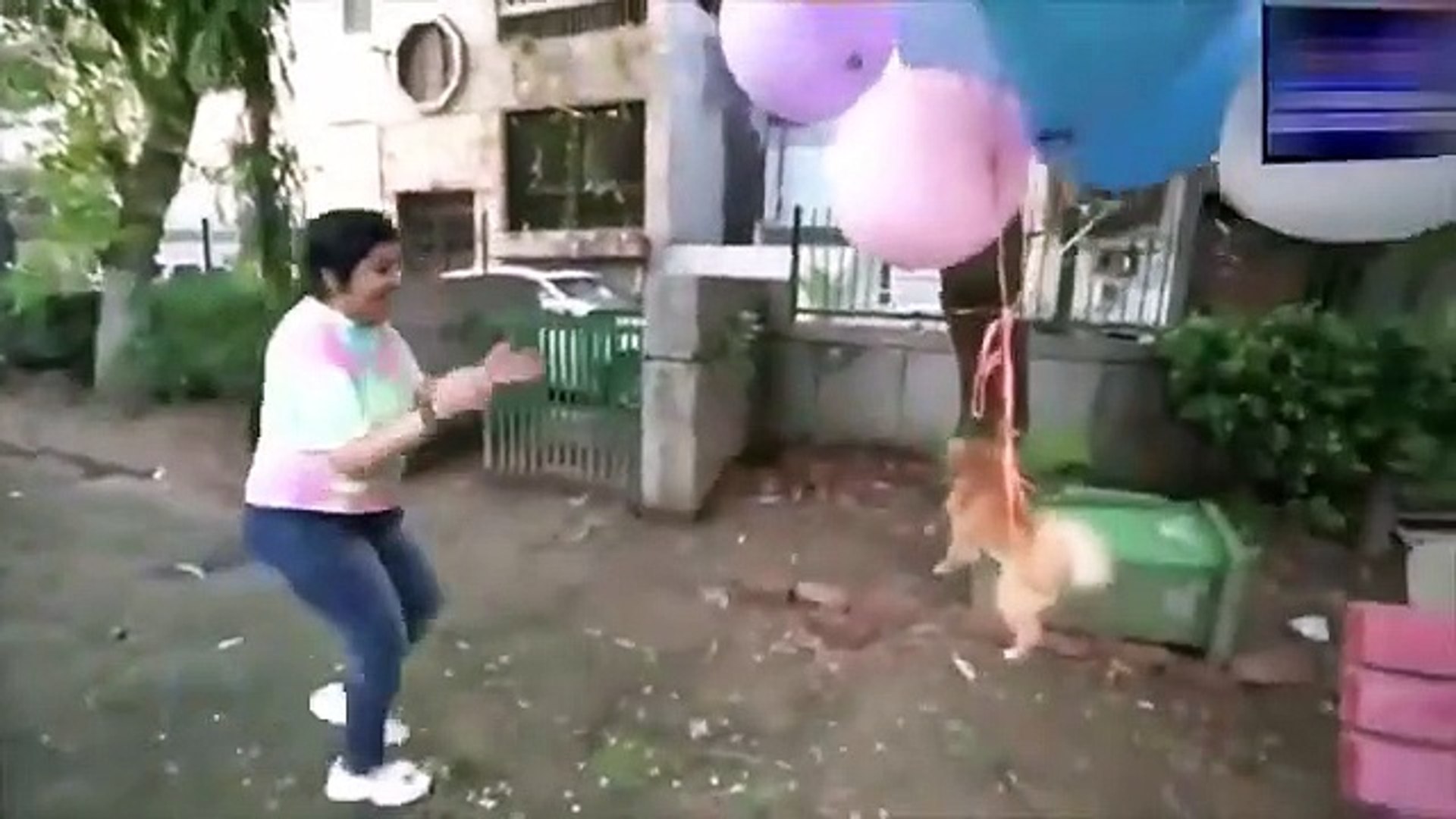 Youtuber que “hizo volar” a su mascota con globos de helio fue arrestado  por maltrato animal - Vídeo Dailymotion
