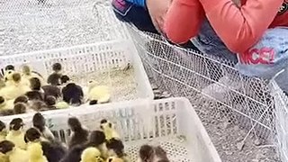 Cute duck videos 2021   Cute and funny animals videos 2021 clip 21