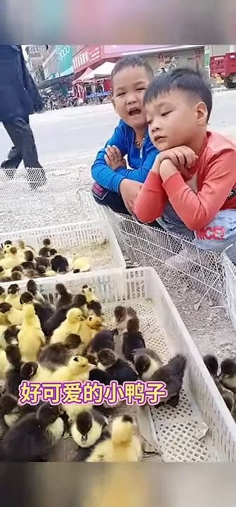 Cute duck videos 2021   Cute and funny animals videos 2021 clip 21