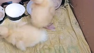 Cute duck videos 2021   Cute and funny animals videos 2021 clip 4