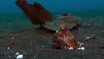 Angry octopus attacks a crab