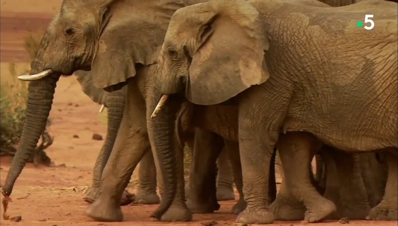 24 heures dans la nature - La loi du désert
