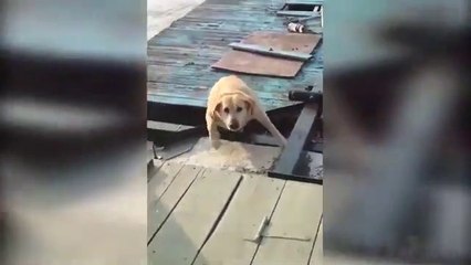 Best Funny Fails Animals _ Fail Animal Compilation - 14 ( 360 X 640 )