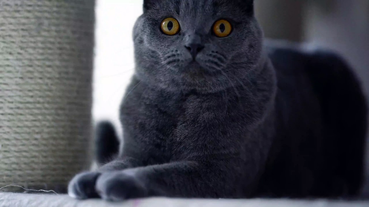 lovely cat you see today