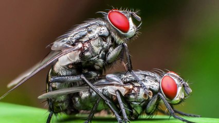 احکام رابطه جنسی و ثواب آن در اسلام