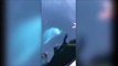 Un dauphin remonte le téléphone que cette touriste a fait tomber à l'eau