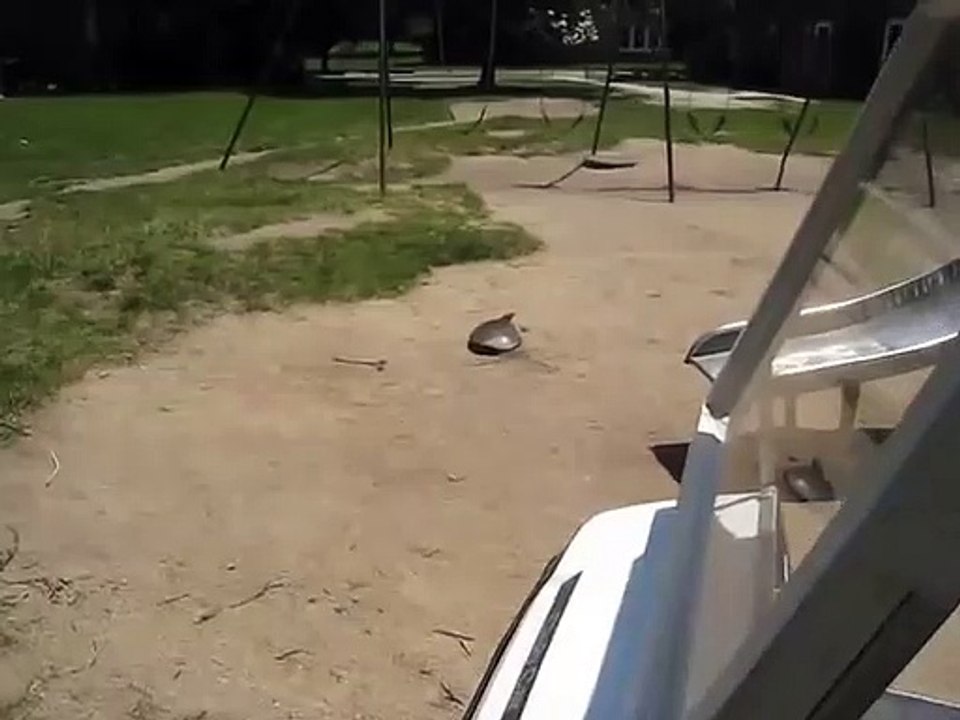 Voici la tortue la plus rapide du monde