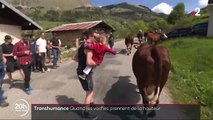 Haute-Savoie : l'heure de la transhumance pour les vaches laitières